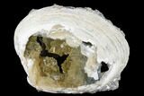 Fossil Clam With Fluorescent Calcite Crystals - Ruck's Pit, FL #175665-1